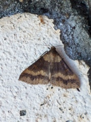 Renia discoloralis