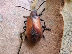 Ecnolagria rufescens