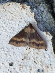 Renia discoloralis