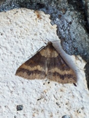 Renia discoloralis