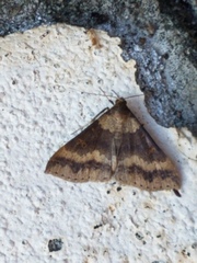 Renia discoloralis