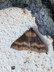 Renia discoloralis