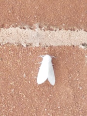 Spilosoma congrua
