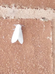 Spilosoma congrua