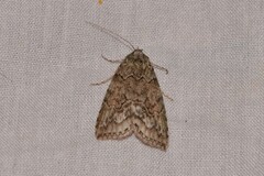 Calathusa basicunea