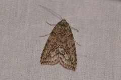 Calathusa basicunea