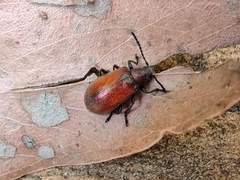 Ecnolagria rufescens