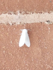 Spilosoma congrua
