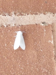 Spilosoma congrua