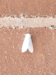 Spilosoma congrua