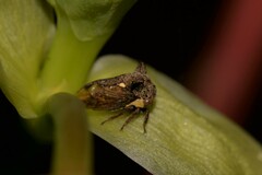 Acanthuchus trispinifer