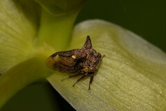 Acanthuchus trispinifer