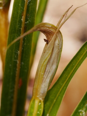 Pterostylis cardiostigma