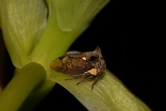 Acanthuchus trispinifer