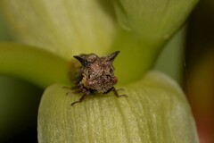 Acanthuchus trispinifer