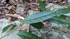 Capparis micracantha