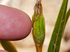 Pterostylis cardiostigma