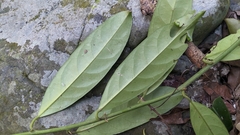 Capparis micracantha