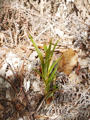 Pterostylis cardiostigma