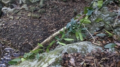 Capparis micracantha