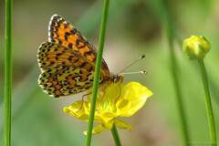 Melitaea trivia