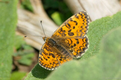 Melitaea trivia