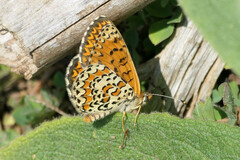 Melitaea trivia