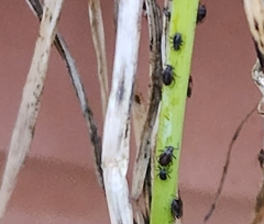 Neotoxoptera formosana