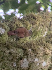 Lepidocolaptes lacrymiger