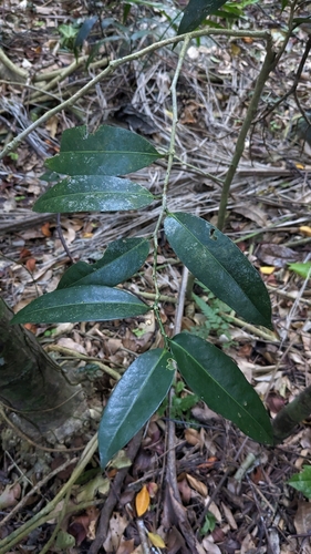 Drypetes littoralis