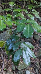 Aglaia rimosa