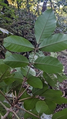 Aglaia rimosa