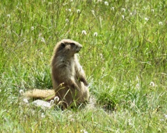 Marmota olympus