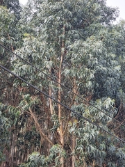 Eucalyptus globulus image