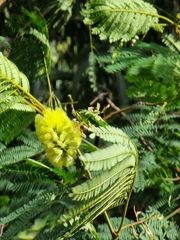 Paraserianthes lophantha image