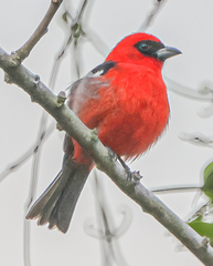 Piranga leucoptera image