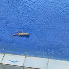 Lepidodactylus lugubris