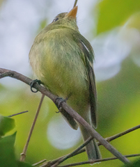 Empidonax flaviventris
