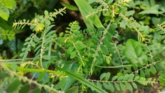 Phyllanthus debilis