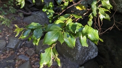 Cinnamomum reticulatum