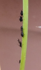 Neotoxoptera formosana