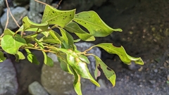 Cinnamomum reticulatum