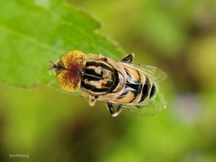 Eristalinus megacephalus