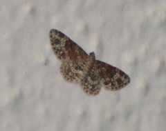 Eupithecia tricolorata