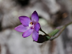 Thelymitra hatchii