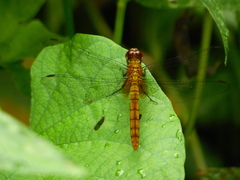 Erythemis