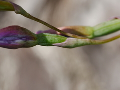 Thelymitra hatchii