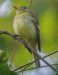 Empidonax flaviventris