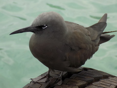 Anous stolidus galapagensis