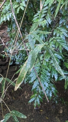 Schizostachyum diffusum